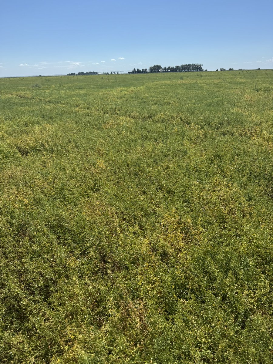 blairbalog's tweet photo. CDC Proclaim CL, this variety has been amazing for us. Top yields, great seed size and handles those drier conditions very well! @Stampseeds https://t.co/tngGmdbLZT
