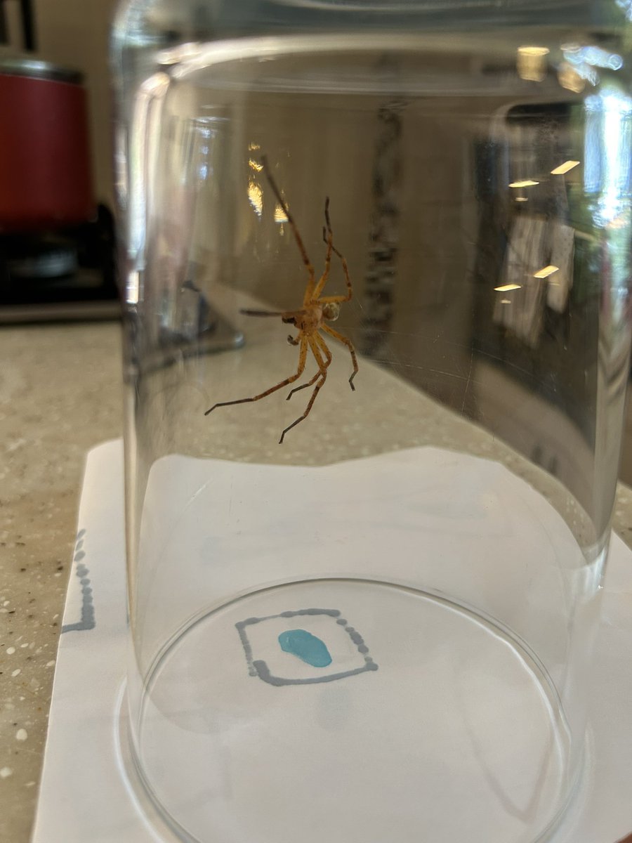 GuzBeltran's tweet photo. @Arachno_Cosas hola! Me ayudarían a identificar a esta araña?? Saludos! https://t.co/pE8WLvPwRu