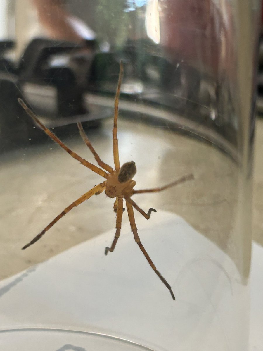 GuzBeltran's tweet photo. @Arachno_Cosas hola! Me ayudarían a identificar a esta araña?? Saludos! https://t.co/pE8WLvPwRu