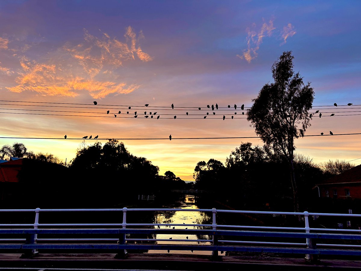Sunrise #running 
Scooters poised #pointormond Birds posed #elwoodcanal 
#melbourne