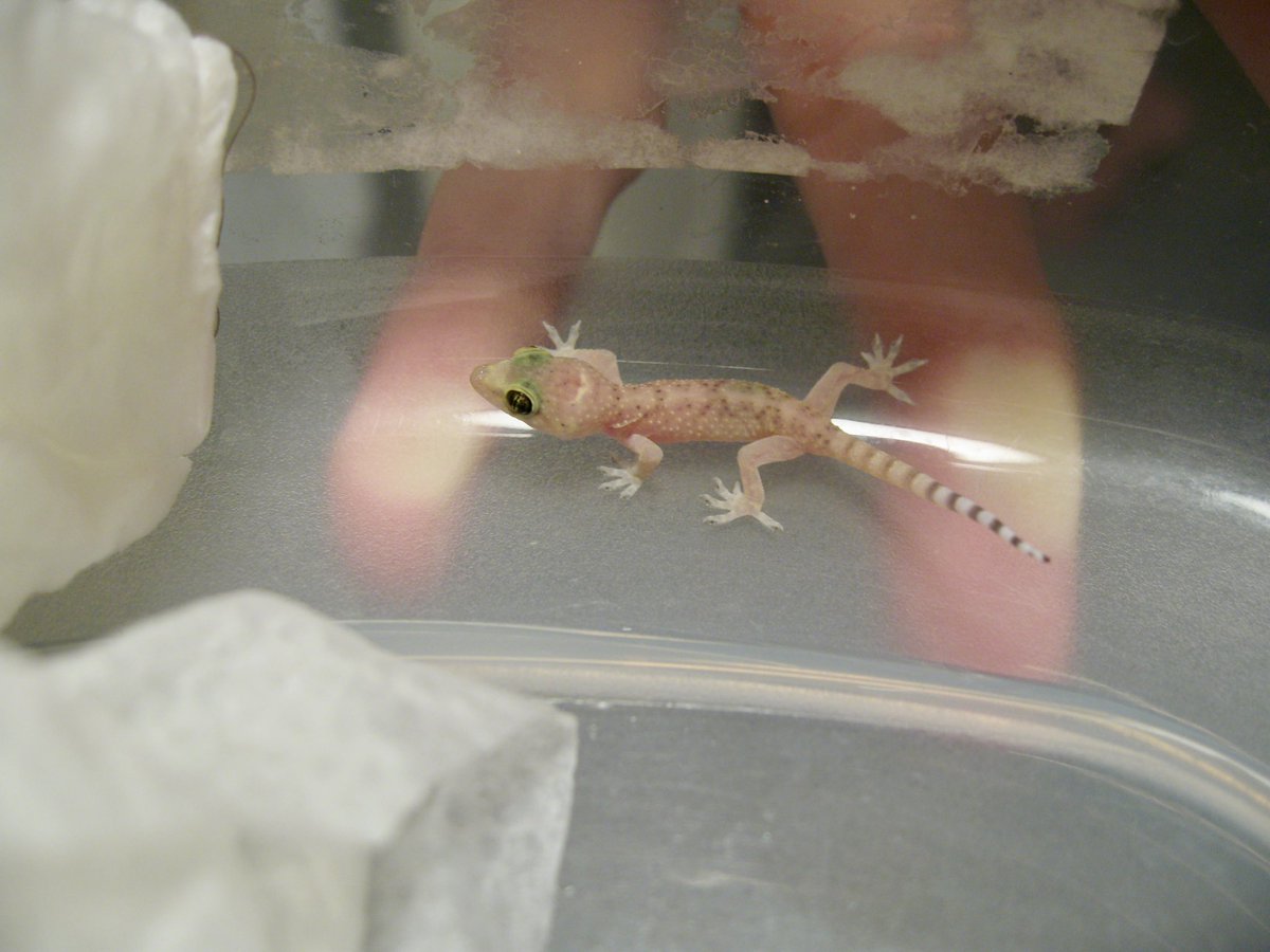 I found a baby gecko in my apartment last night 🥹