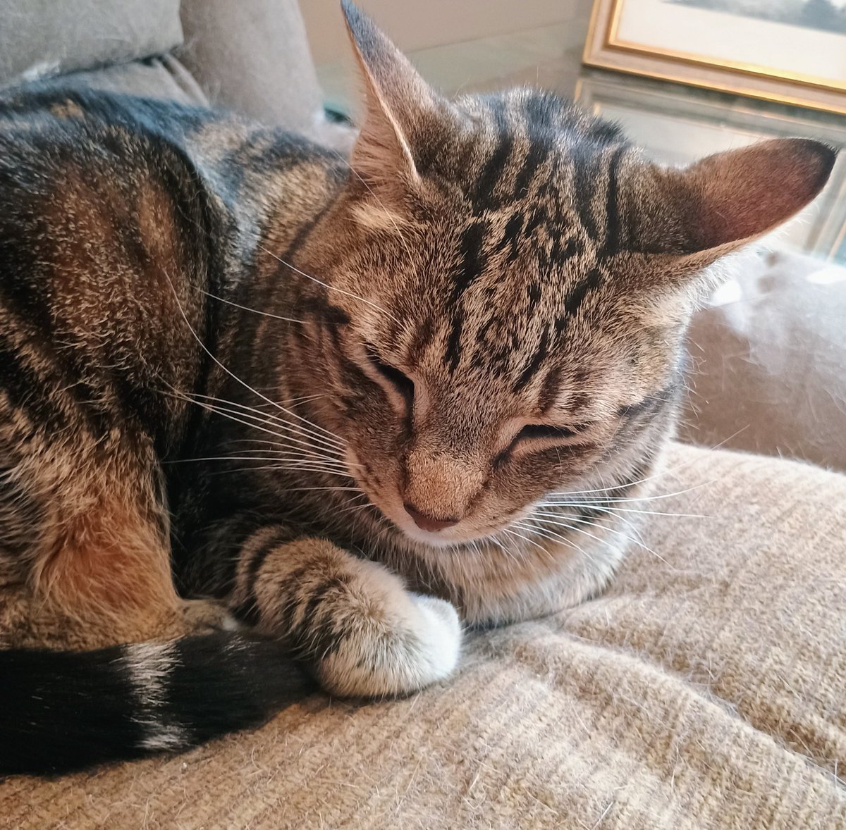 GET YOUR HEAD IN THE GAME, SNUGGLES!!!