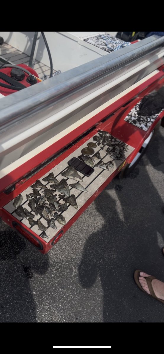 Got a bunch of Meg teeth and other sharks teeth after a vehicle recovery