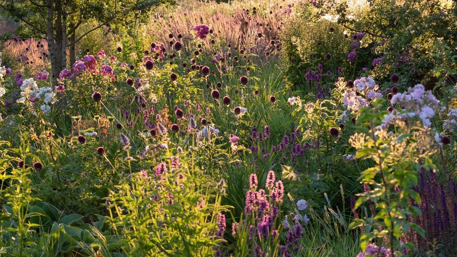 greenvibe's tweet image. Native Wildflower Gardens