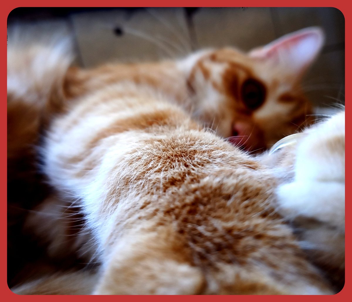 "Si chiama spirito libero colui che pensa diversamente da come, in base alla sua origine, al suo ambiente, al suo stato e ufficio o in base alle opinioni dominanti del tempo, ci si aspetterebbe che egli pensasse."

(Friedrich Nietzsche)

🐾Jack