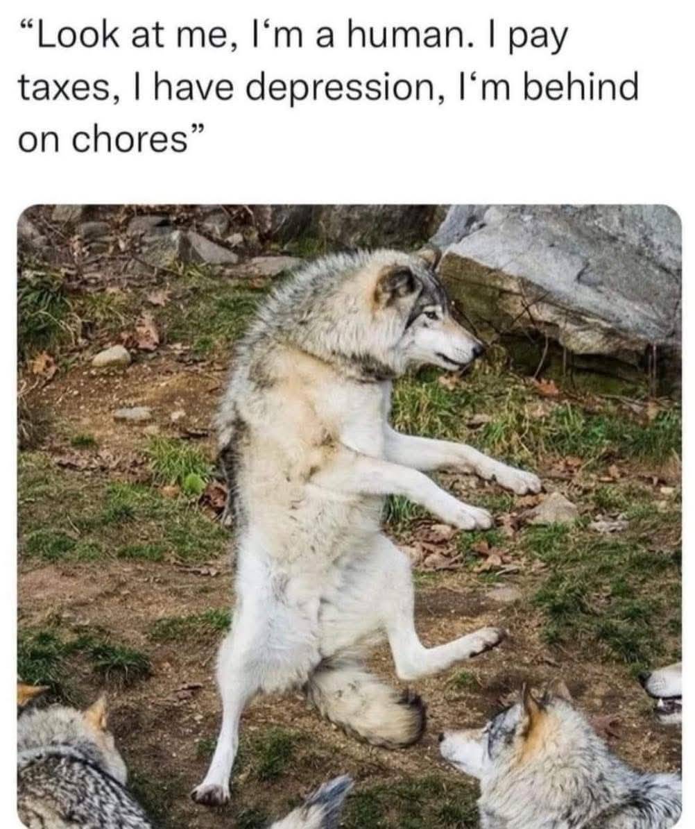 Heckin Good Dogs tweet media