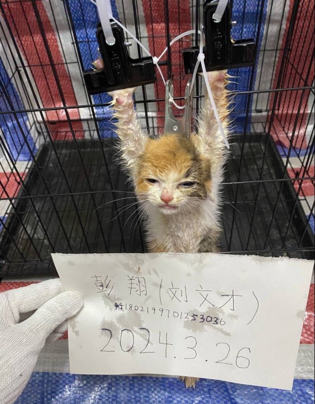 thirtyoneyea's tweet photo. @chongkahtze This is what " extremist " country did to cats vs " peaceful , futuristic " country that you love did to animals. Savages.

- sorry for the graphic image but this is the truth, stop animal abuse and boycott whoever sparks 3R . https://t.co/CcKU8OeBjG