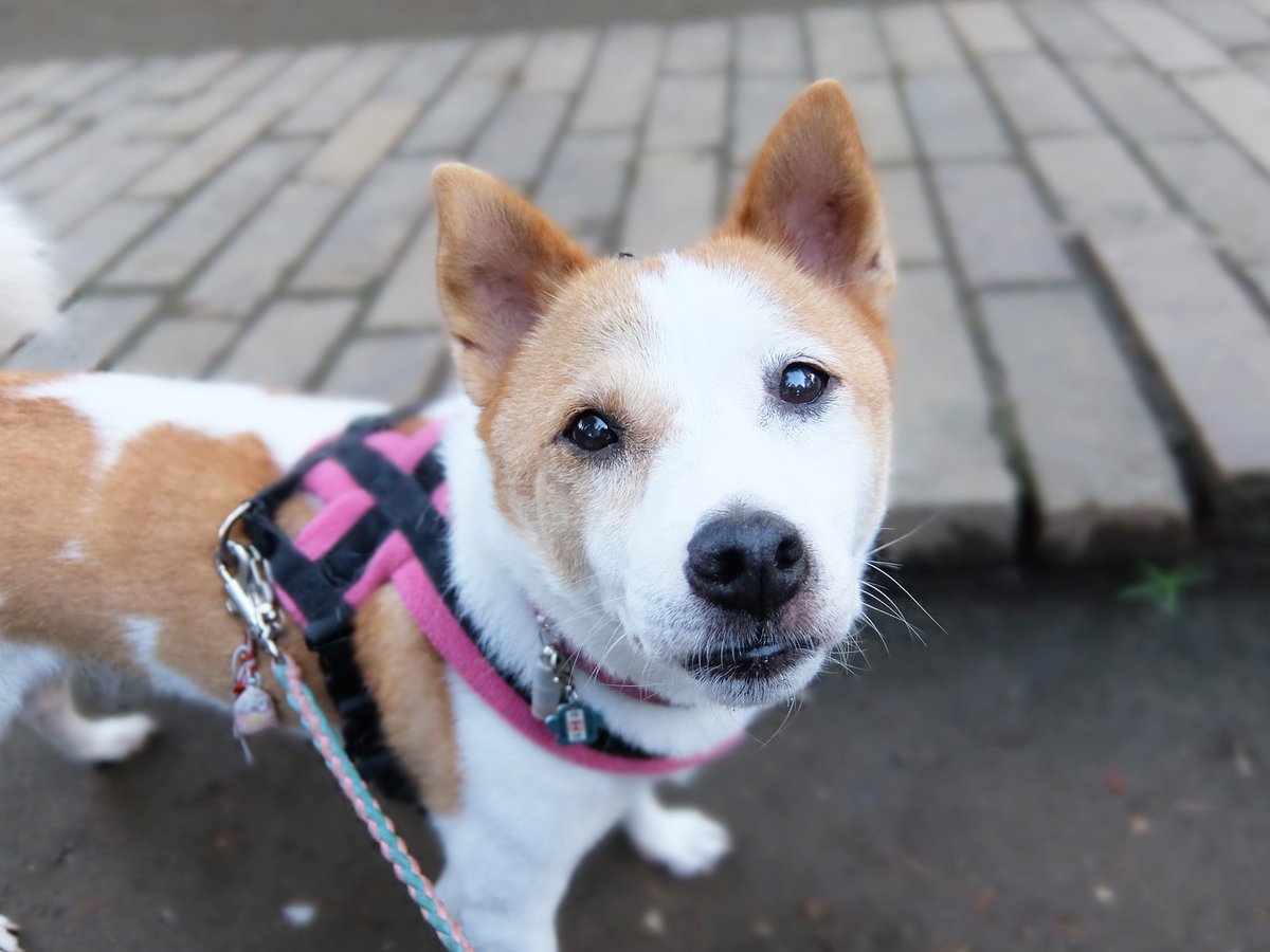 いつも もの言いたげな目で
私の顔を覗き込んでたね～。

けやが言いたかったこと
私はどれぐらいわかってやってた
だろうか。