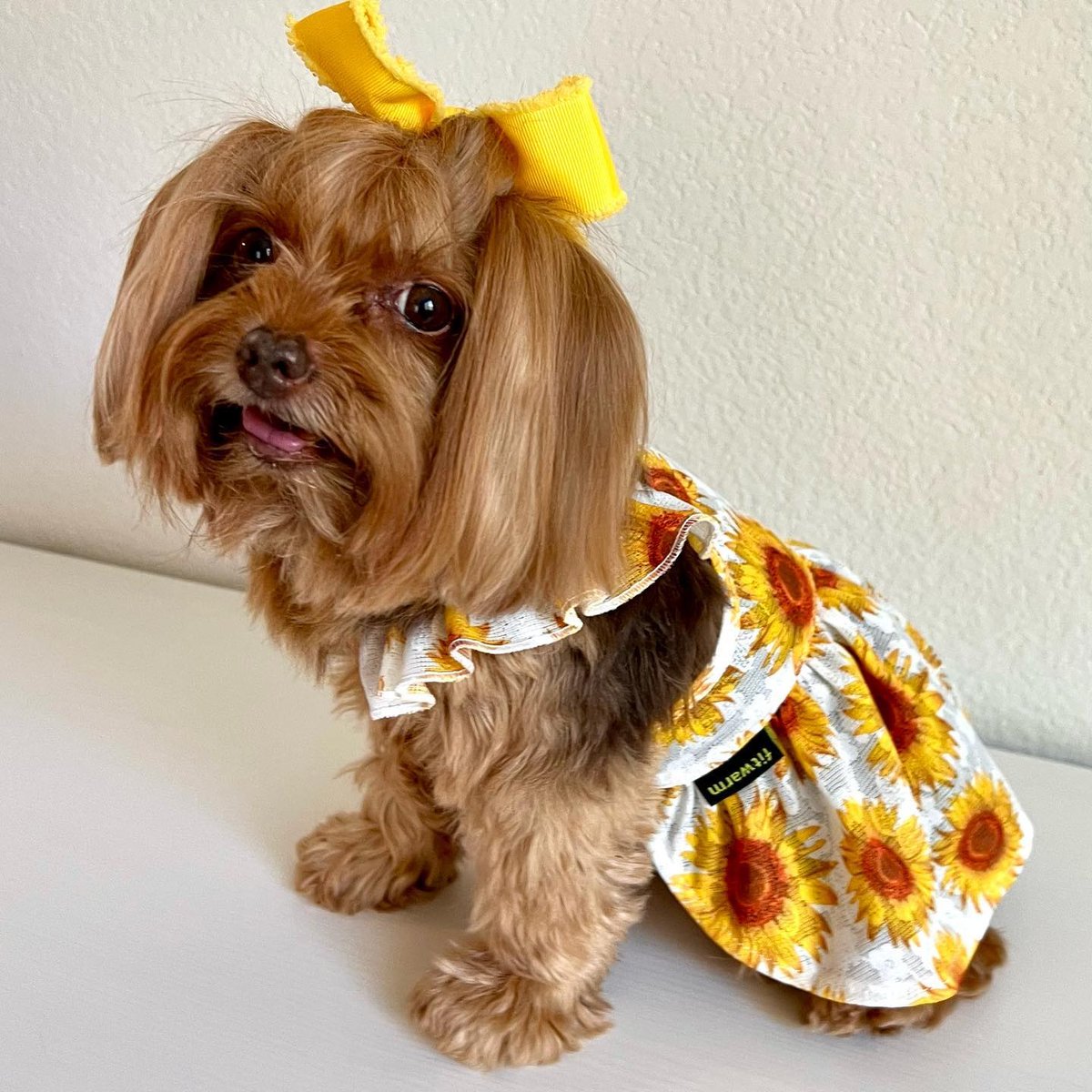 YorkieShoutOuts's tweet photo. ➡️REPOST/SHOUTOUT⁠
⁠
🐾⁠
DM for 📷 Photo credit or removal ⁠(All rights are reserved &amp; belongs to their respective owners)⁠
⁠
❤️Follow Us if you love Yorkies!❤️⁠#yorkieshoutouts ( #📷 @lambi_yorkie_girl ) https://t.co/vMd4dHtO0r