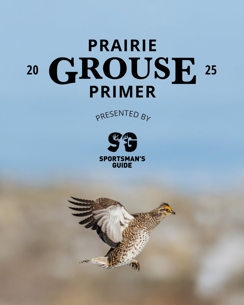 Prairie Grouse Primer 2025 Presented by Sportsman's Guide 

Prairie grouse hunting, it is pure delight and simplicity and pleasantness in every sense. Shirtsleeves fluttering in the breeze. No sound but the wind rustling the grass. Every sense alive. Partnering with your dog. The