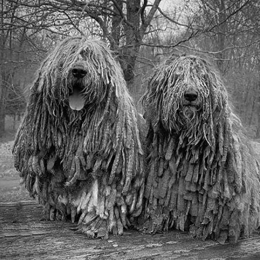 Showsight's tweet photo. 🐾A Breed Nearly Lost to History🐾 After years of herding sheep in the mountains, the breed was nearly lost after World War II, when wool production decreased...
https://t.co/5EAeRn7T8h
#bergamasco #akc #purebreddogs #showsightmag
📷AKC Library https://t.co/gOu0lZga5h