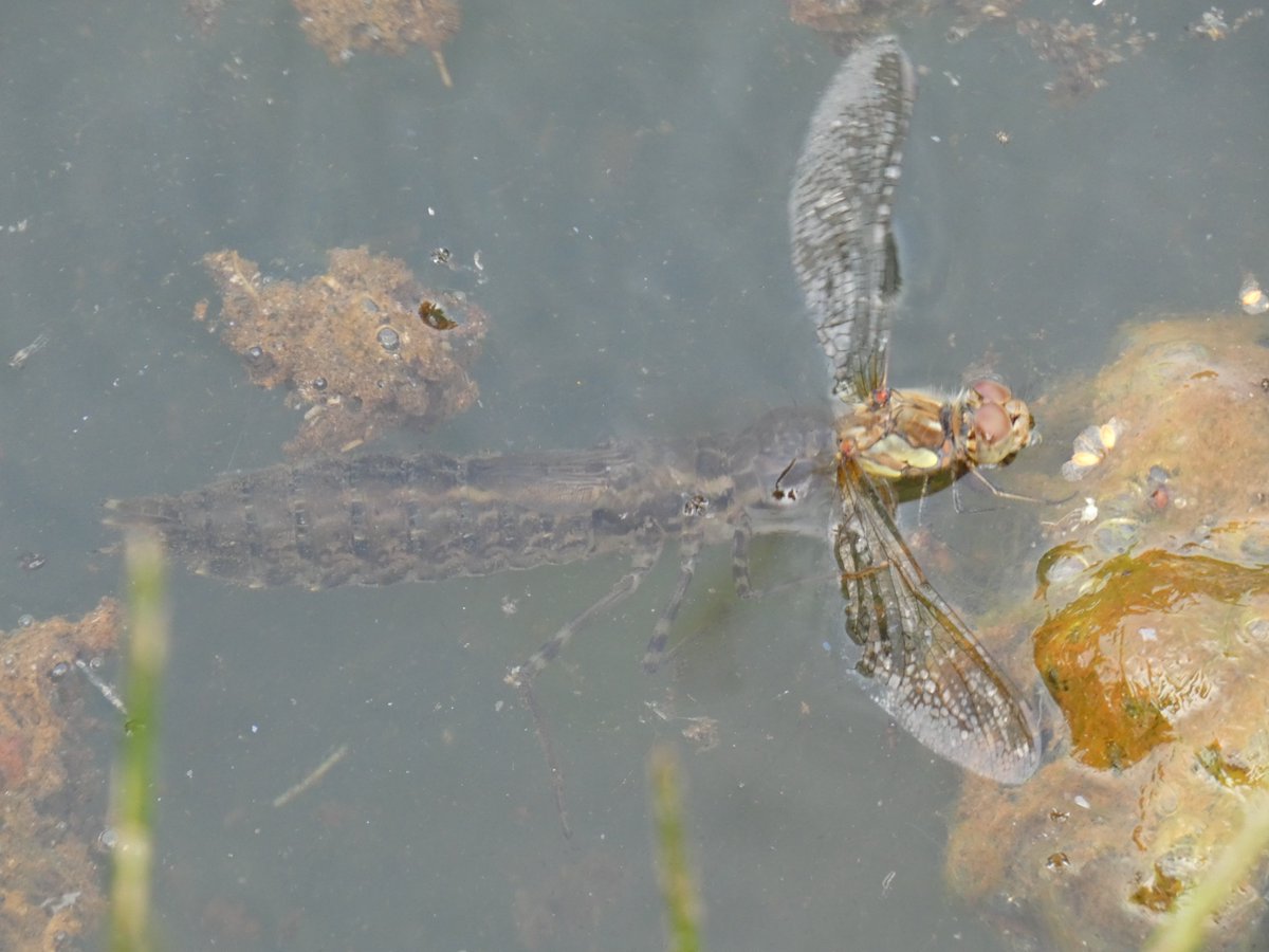 Out of region but an unusual sighting so posting! Female common darter predated mid-ovipositing by emperor nymph at Ainsdale