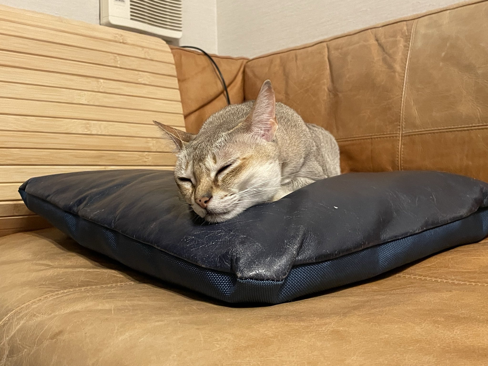 プカプカ猫　in　sky プカプカ猫 in sky sky blue drop～14ニャンズトネコハウス//
