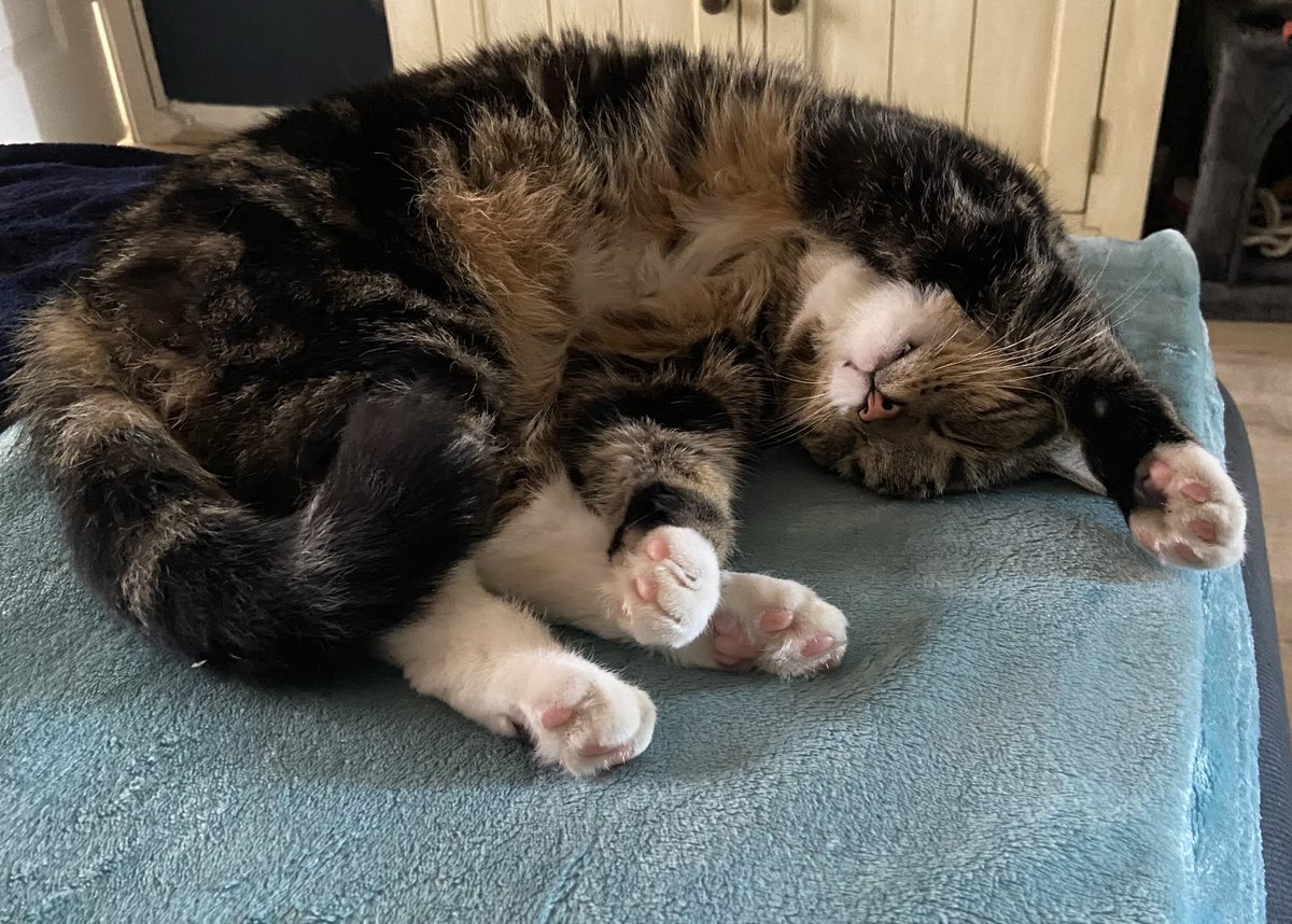 megansblogg's tweet photo. @rickygervais Look at my toe beans https://t.co/Hwy876CErU