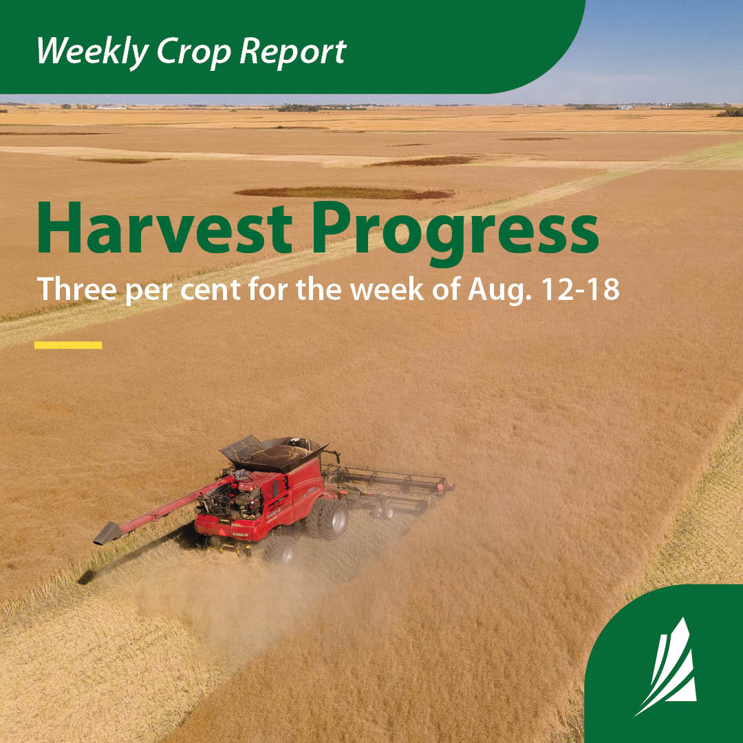 Harvest progress was slow last week due to scattered rain showers and thunderstorms. Humid mornings across the province made for short harvest days and poor desiccation weather. Farmers are looking forward to higher temperatures this week to speed up crop maturity.