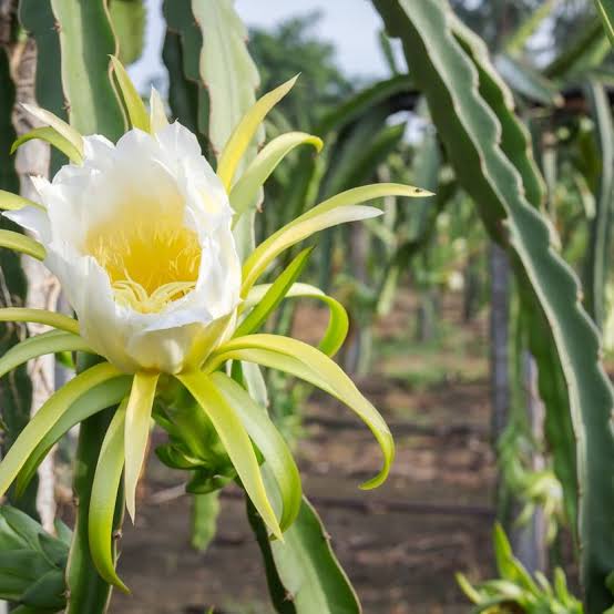 CooKeMonter's tweet photo. @ATinyGreenCell I like dragon fruit flowers, they bring fruit bats to my garden 😊 https://t.co/QvxbA68fnn