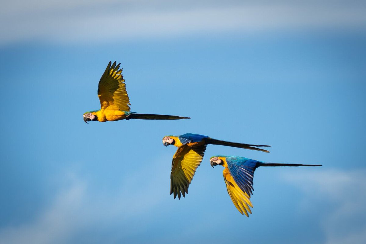 Experience the Amazon Rainforest differently. At the Tambopata Research Center travelers join researchers in discoveries that connect every moment with the Peruvian Amazon.

Read the full story 
➡️hubs.ly/Q03DXFh70