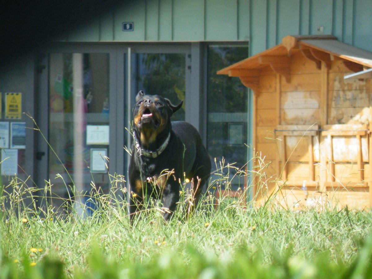 PietonB's tweet photo. Plonéour-Lanvern (29)
Des chiens en divagation sèment la terreur dans le quartier du Méjou-Roz
https://t.co/K3OZGUhozu

Bayonne
Des chiens dangereux errent en permanence sur l’espace public

Que font le maire et ses acolytes ?

R I E N !

INCAPABLES  =  DÉMISSION

#BayonneMaVille https://t.co/Obq09Z335f