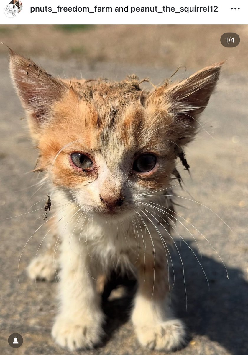 SAVING ANIMALS EVERY SINGLE DAY ❤️
Join us at PnutsFreedomFarm.com