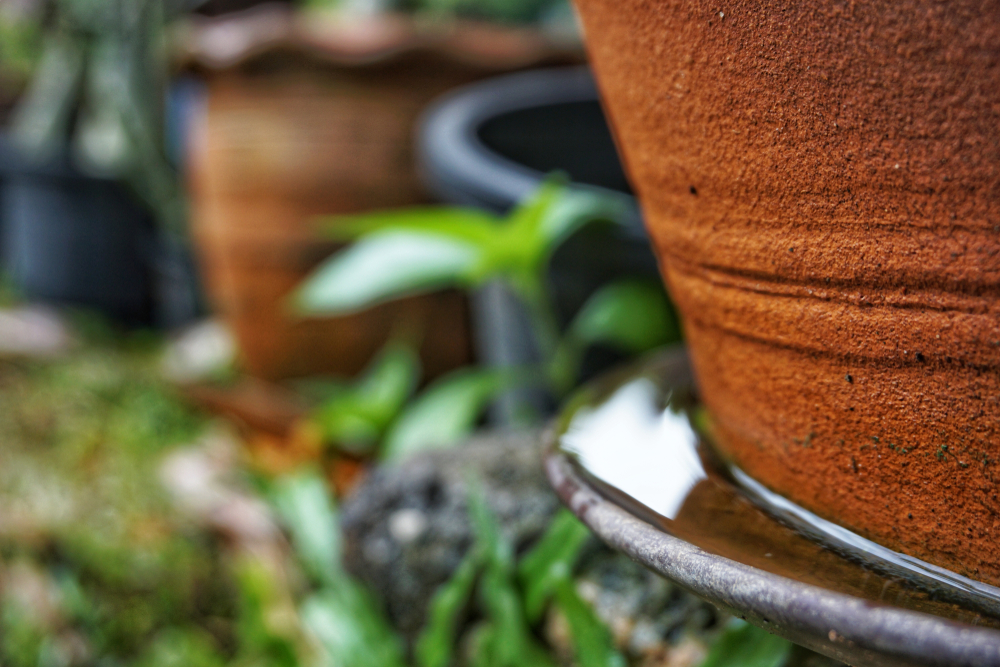 nychealthy (@nychealthy) on Twitter photo After all the rain we had yesterday, remember to remove sources of standing water around your home to help prevent mosquitoes from breeding! You can also report standing water in public or private locations to <a href="/nyc311/">New York City 311</a>.
Learn more: on.nyc.gov/mosquitoes After all the rain we had yesterday, remember to remove sources of standing water around your home to help prevent mosquitoes from breeding! You can also report standing water in public or private locations to <a href="/nyc311/">New York City 311</a>.
Learn more: on.nyc.gov/mosquitoes