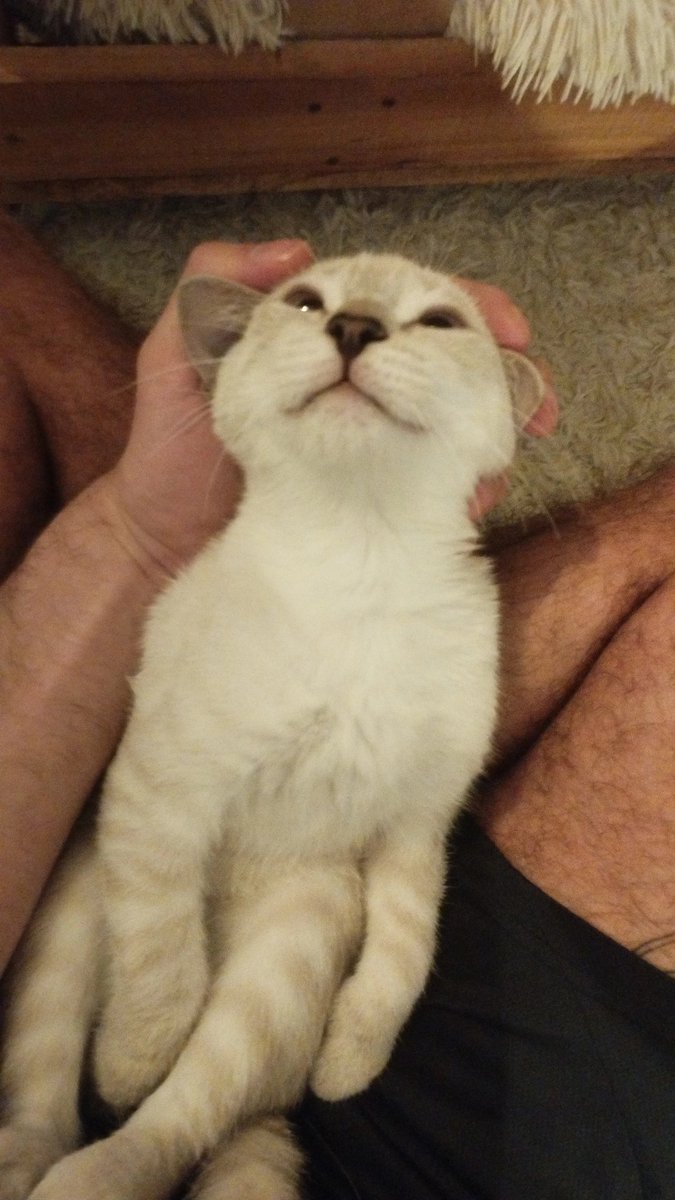 Bonne nuit de moi et de mini croquette 😌✨