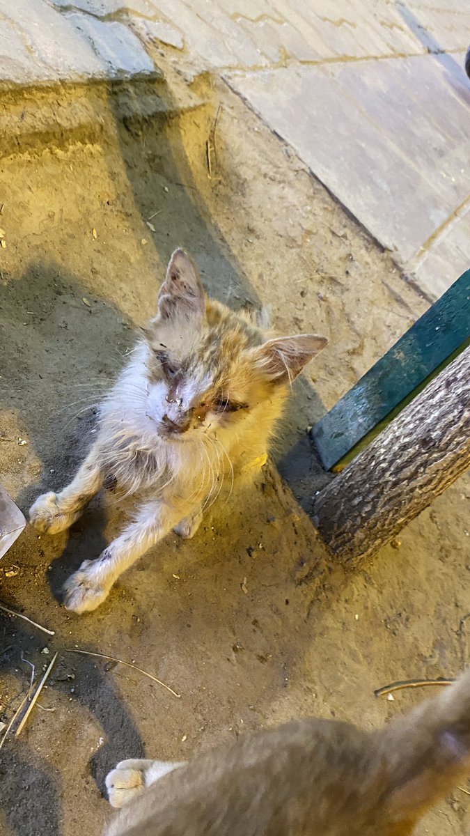 NBLFM's tweet photo. @Animal_rescue0 الله يعطيكم العافية
فيه قطة تحتاج انقاذ بالرياض، امام مطعم ساروجه في التحلية عيونها تعبانة جدا، وفيها عضة قوية تحت فكها اللي يقدر ويعرف يساعد بحط لكم الموقع بالردود
بس هي عند الشجر اللي على الرصيف امام ساروجه https://t.co/zN6HuSOYpQ