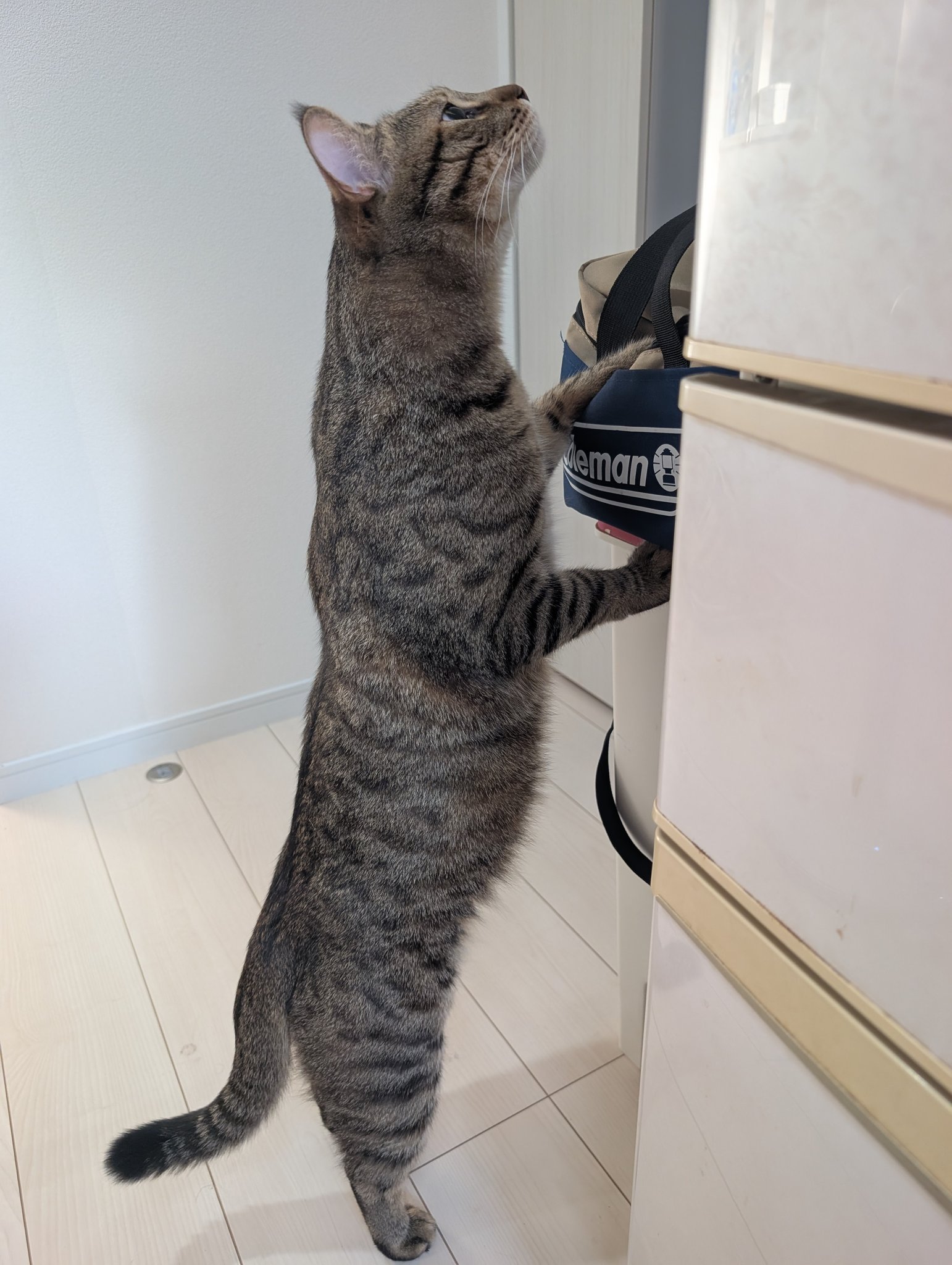 ねこ Westtail on X: 