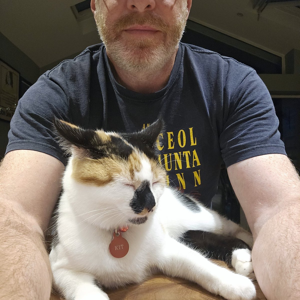 Jasonlamb76's tweet photo. No where else will do her bar beside Daddy !! She's a little dote in fairness. #kitthecat https://t.co/ifO7hCGMdx