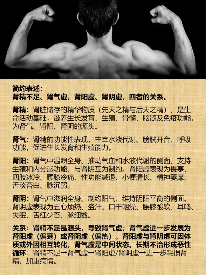 简约表述：
肾精不足、肾气虚、肾阳虚、肾阴虚，四者的关系。

肾精：肾脏储存的精华物质（先天之精与后天之精），是生命活动基础，滋养生长发育、生殖、骨髓、脑髓及免疫功能，为肾气、肾阳、肾阴的源头。

肾气：肾精的功能性表现，主宰水液代谢、膀胱开合、呼吸功能，促进生长发育和生殖能力。