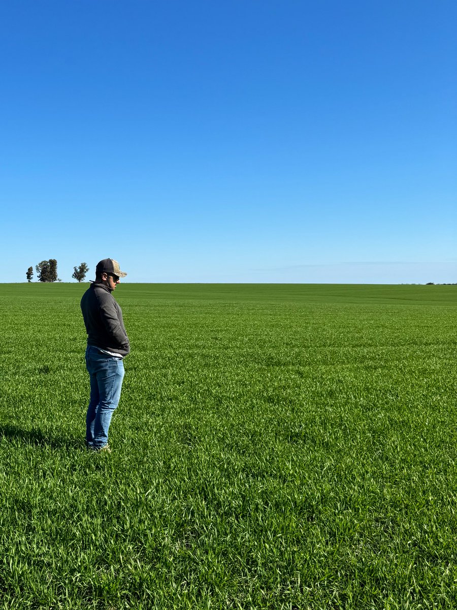 Recorriendo con el amigo colega, <a href="/IvanStirbulov11/">Ivan Stirbulov</a> , los cultivos ya empiezan a sentir la primavera y respondieron muy bien a las últimas lluvias.
