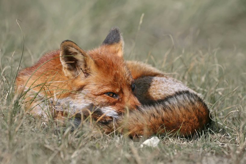 Sleepy Fox!
...
...
He he! I'm sniffing my tail. It smells nice. Unlike Yo-JK! You smell nice too! Don't ask how I know that...
Stay Foxy, my friends. Cute posts are set for today! enjoy.
