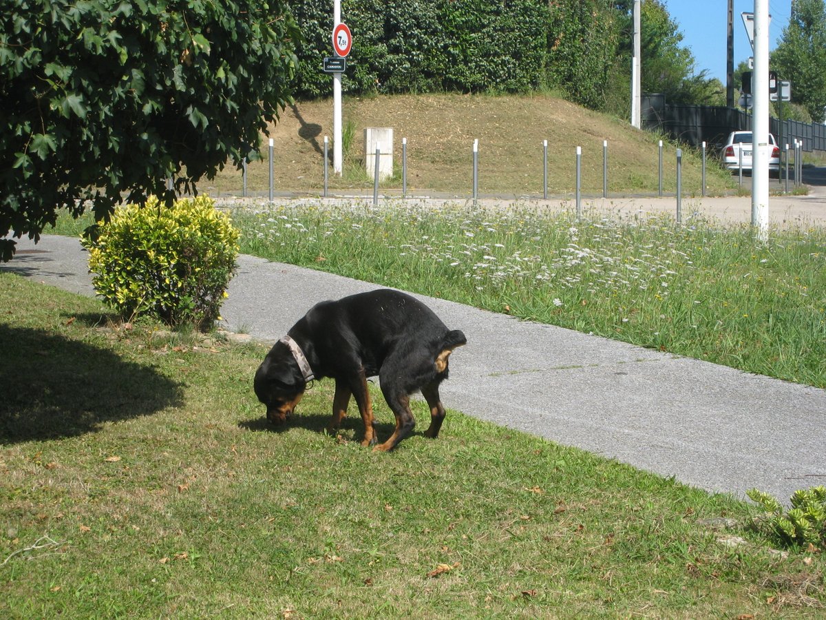 PietonB's tweet photo. Plonéour-Lanvern (29)
Des chiens en divagation sèment la terreur dans le quartier du Méjou-Roz
https://t.co/K3OZGUhozu

Bayonne
Des chiens dangereux errent en permanence sur l’espace public

Que font le maire et ses acolytes ?

R I E N  !

INCAPABLES = DÉMISSION

#jrenéetchegaray https://t.co/Dqejjbpz3V