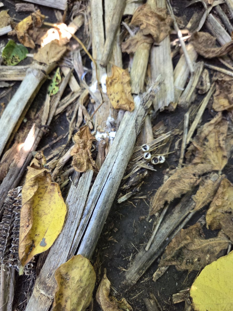 Soybeans look excellent, if white mold won't explode, might be okay, but been hot, humid, and wet, early R5 🤞🙏