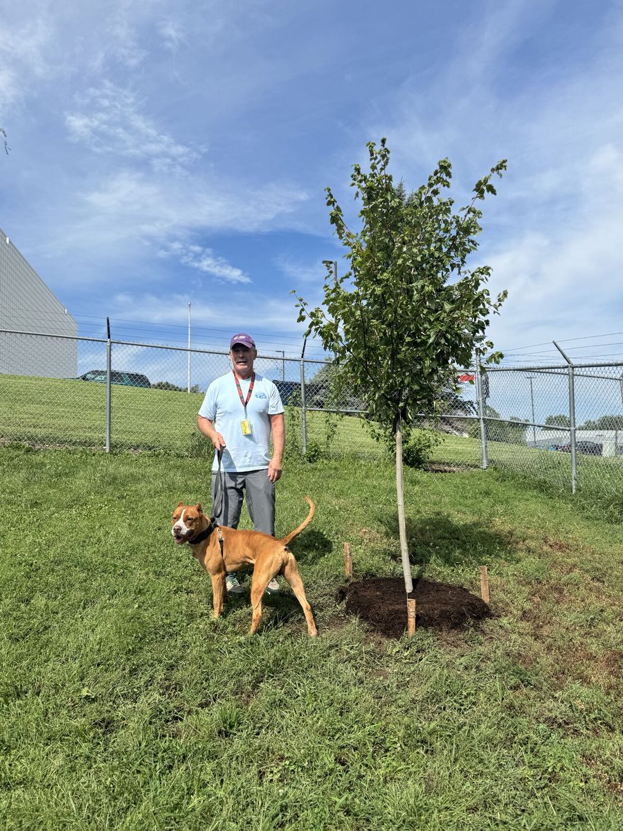 Mulhalls's tweet image. This week we planted a Sunset Maple 🌳 at the Nebraska Humane Society – where it’ll one day shade the pups’ play yard.

Thanks to volunteers like Dan (and inspectors like Goof 🐾) for reminding us what community is all about.

#community #plantmoretrees #adopt