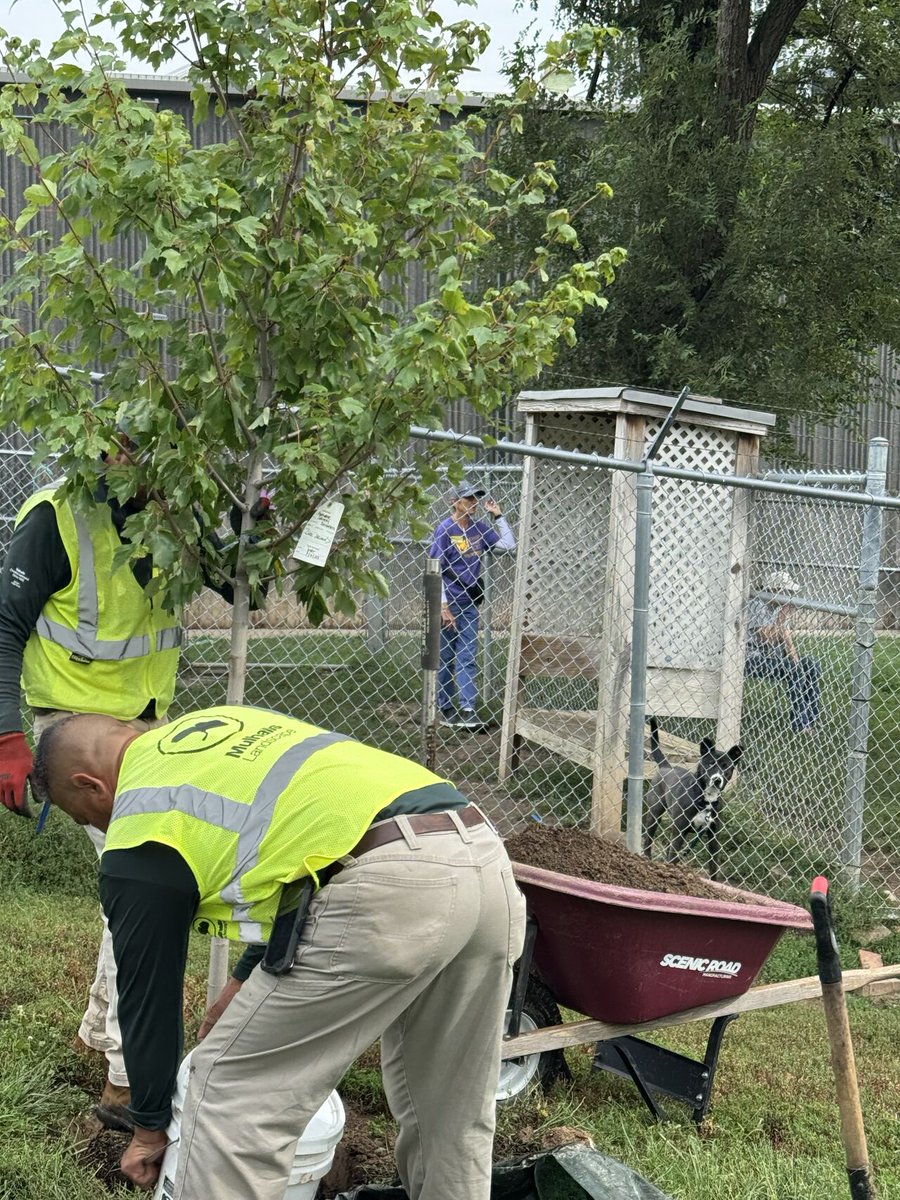 Mulhalls's tweet image. This week we planted a Sunset Maple 🌳 at the Nebraska Humane Society – where it’ll one day shade the pups’ play yard.

Thanks to volunteers like Dan (and inspectors like Goof 🐾) for reminding us what community is all about.

#community #plantmoretrees #adopt