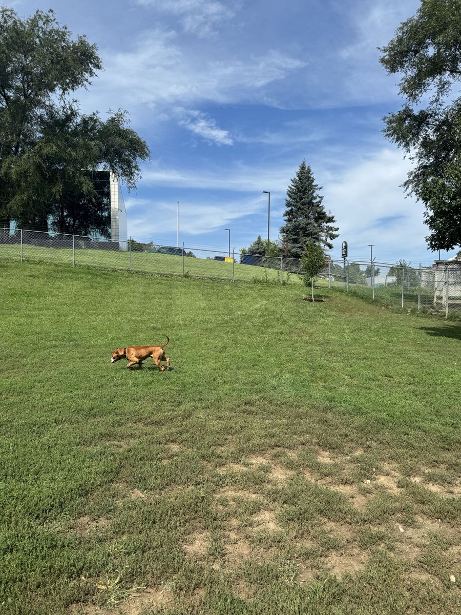 Mulhalls's tweet image. This week we planted a Sunset Maple 🌳 at the Nebraska Humane Society – where it’ll one day shade the pups’ play yard.

Thanks to volunteers like Dan (and inspectors like Goof 🐾) for reminding us what community is all about.

#community #plantmoretrees #adopt