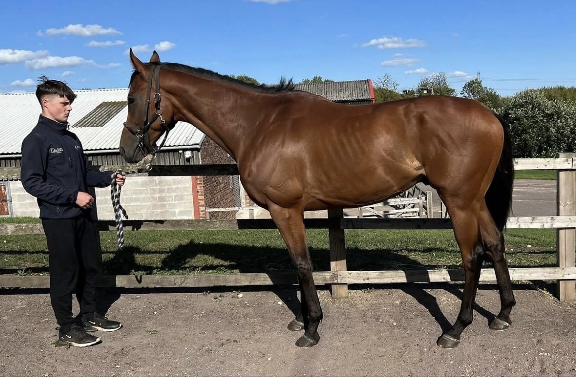 Wombat is looking for a new home 

MASTER OF COMBAT 2018 Bay Gelding
Last ran 27 July - pulled muscles across back and quarters. Was on the walker for 2 weeks &amp; now turned out
Does wind suck in stable
Happy to live out
Will go with a non-racing agreement