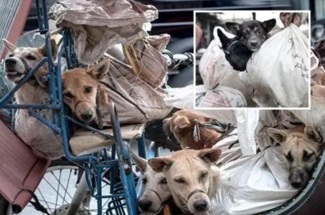 <a href="/narendramodi/">Narendra Modi</a> जी, अपने तो कहा था 
विश्व गुरु, वासुदेव कुटुंबकम्, शांति और प्रेम, देश सर्वोपरि, आदि आदि।
किसी देश के उन्नत होने के क्या यहीं मापदंड हैं के उस में रहने वाले जीवों को सताया जाए?
<a href="/gupta_rekha/">Rekha Gupta</a>
<a href="/MCD_Delhi/">Municipal Corporation of Delhi</a>
<a href="/rashtrapatibhvn/">President of India</a>
#SaveDelhiNCRDogs
#savedelhincrdogs2025