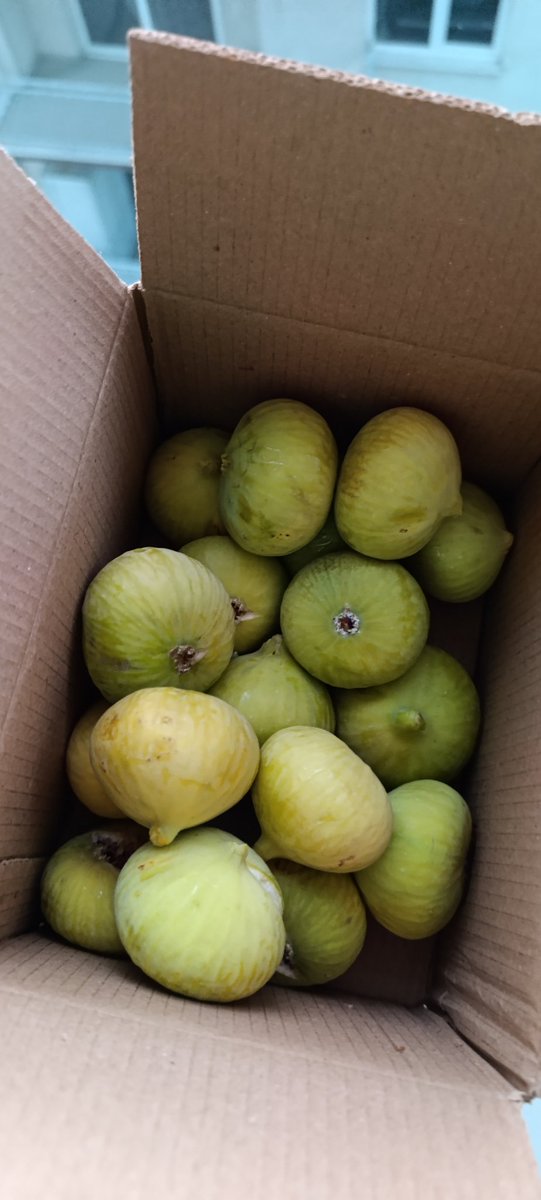 Hadi iyi kötü biraz incir ağacımız var tadını unutmuyoruz, ancak memleketteki tarım ve enerji politikası düzelmezse bizden sonrakiler anca fotolarda görecek bu gidişle...