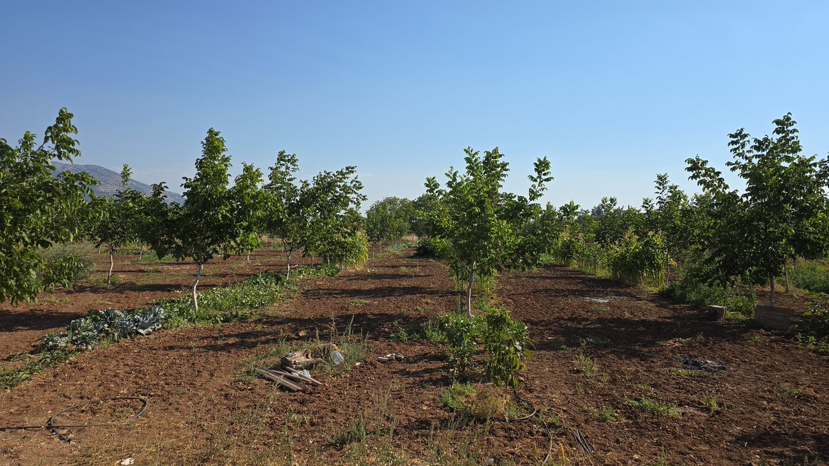 İLGİLİLERİN DİKKATİNE:
TAVAS OVASINDA YONCA, MISIR, AYÇİÇEĞİ TARİMI DERHAL DURDURULMALIDIR. ESKİSİ GİBİ KURU TARIMA VEYA DAMLAMAYA MÜSAADE EDİLMELİDİR.  KANAATİMCE TARIM BAKANLIĞI TARLASINDA SUYU OLANLARIN SULARINA DA EL KOYMALI,
SULAR BİR DEPODA BİRİKTİRİLMELİ VE AĞAÇ VS. BAŞINA