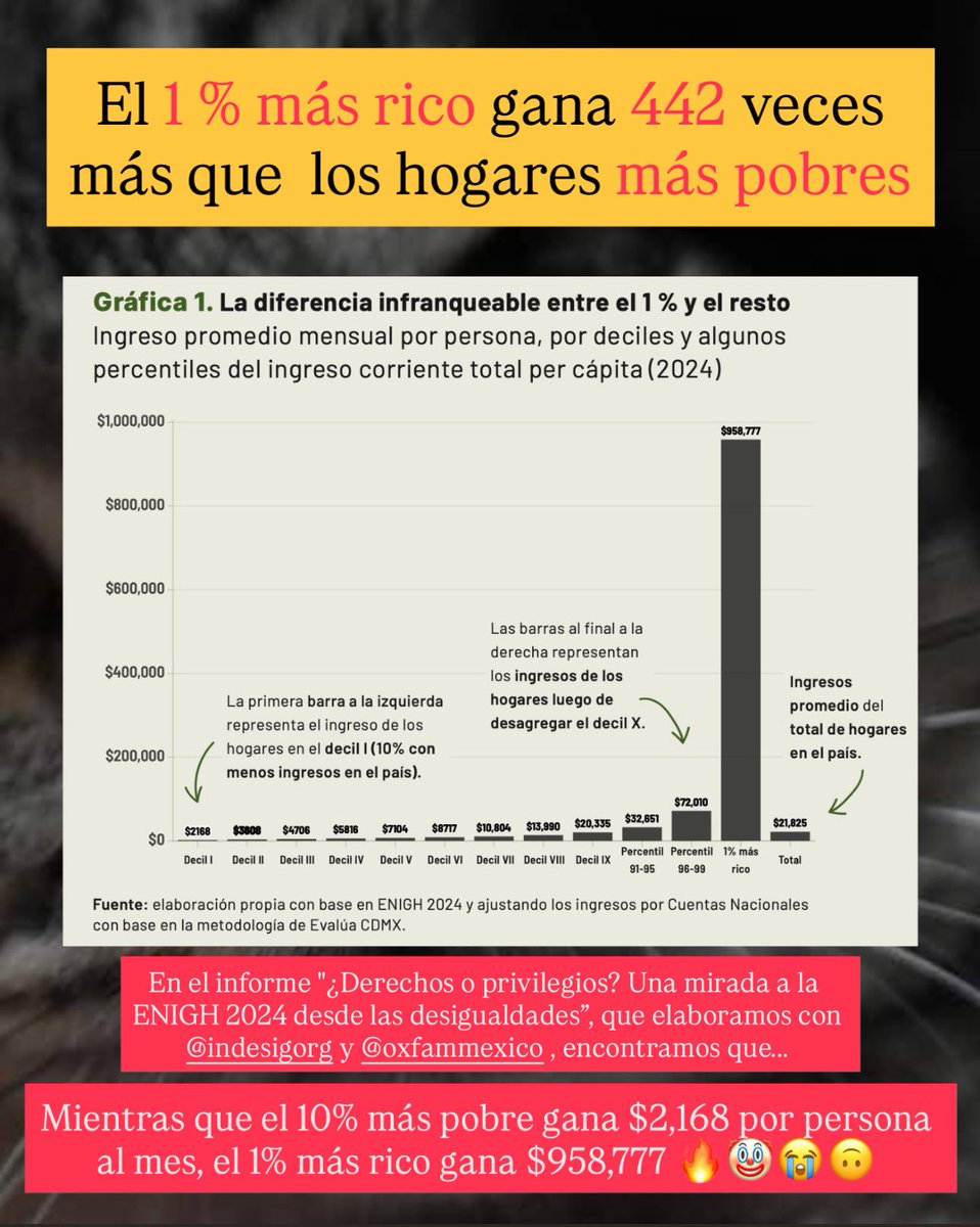 Gatitos contra la Desigualdad tweet media