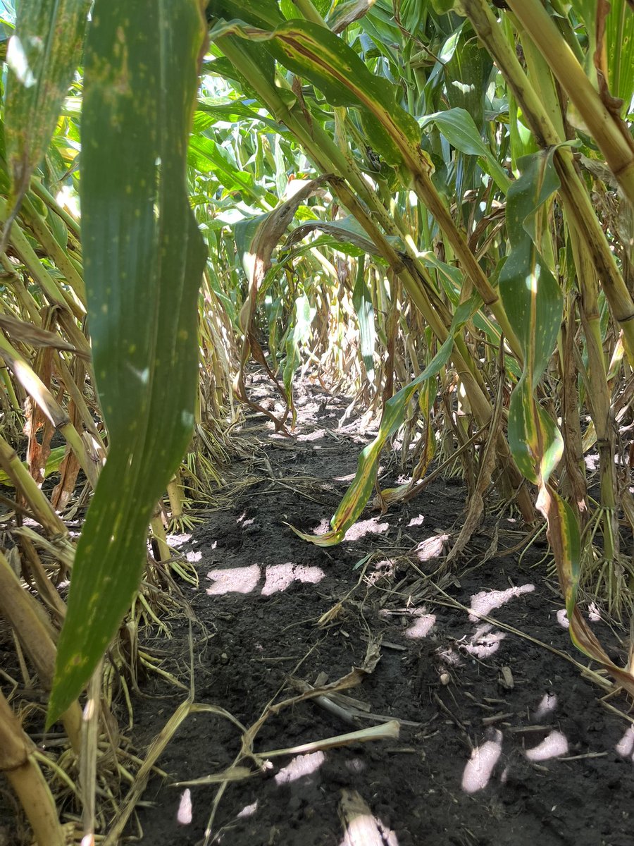 Butler County, IA. Derecho damage. 146  bu. #pftour25