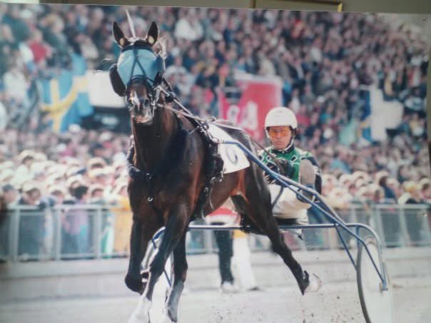 SusyWesgate's tweet photo. @josjos54 @laxdasen @darko_lipovac @DarkoForss @AndersonJorgen @fresto @travkalle @fredriksvinnare @giffelpucko Wesgate Crown som havde et fighterhjerte og som jeg var så heldig at rejse rundt med i hele verden🤩❤️ https://t.co/zKE6cqlCyu
