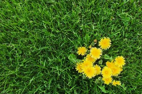 Use these tips to grow a lush, weed-free lawn. advisorstream.com/read/trendspot…
