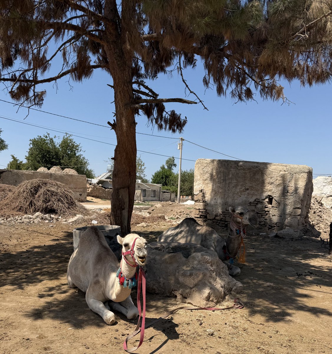 elifincihani's tweet photo. Yok deve 🐪 https://t.co/sZqRBsfcU3
