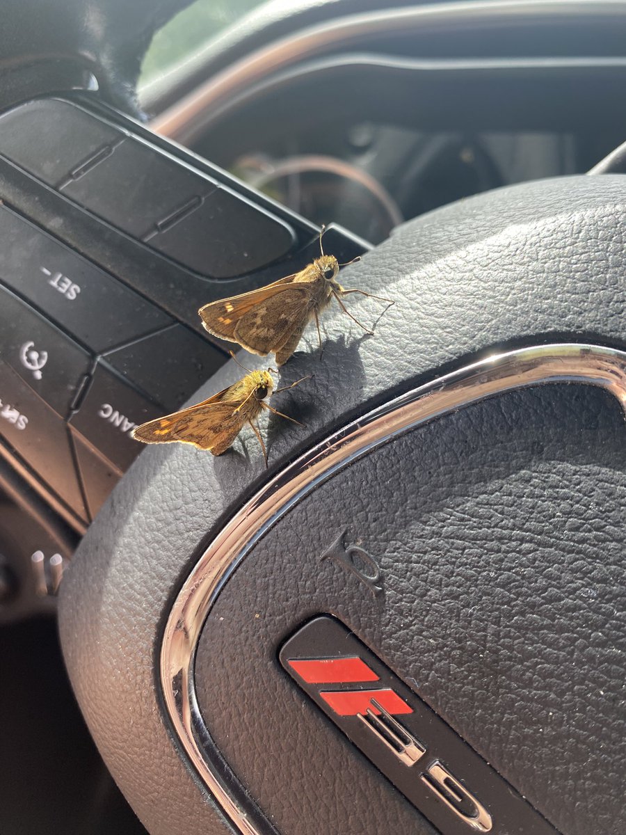 kimaw73's tweet image. these 2 flew in together and landed just long enough for me to get a picture then flew away…
#EnjoyTheLittleThings ❤️