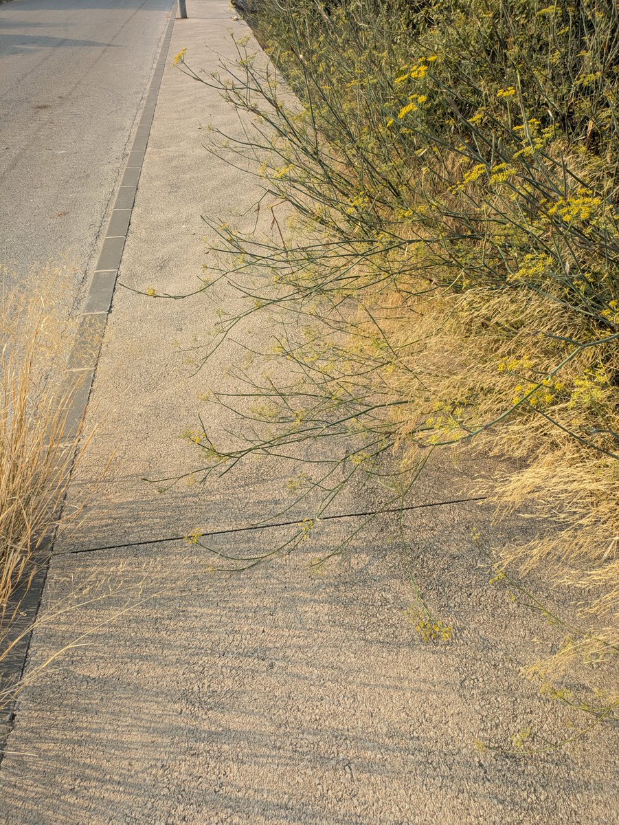 Pues nada, ya lo habéis conseguido <a href="/AytoMurcia/">Ayuntamiento de Murcia</a> . No se puede pasar . Una acera para nada.