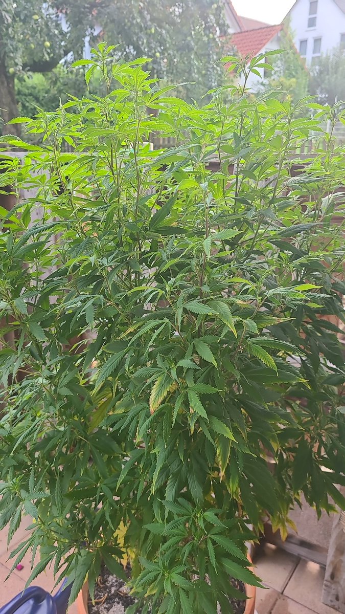 SackCement's tweet photo. Wann geht denn outdoor in die Blüte? https://t.co/P5zEuI2h78