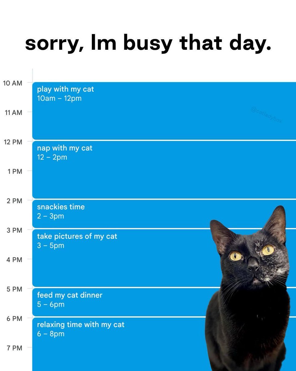 CatLadyBox tweet media