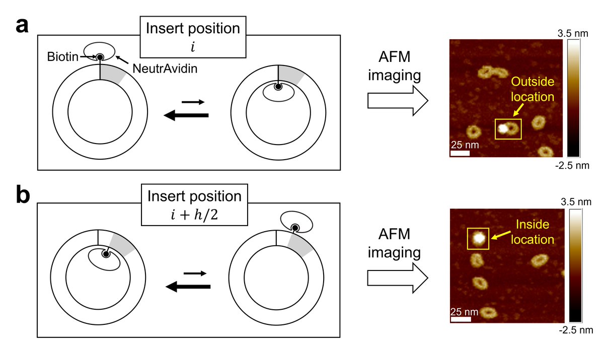 🚨Preprint alert🚨
We show experimentally that DNA minicircles adopt a favorite “inside-out” orientation depending on their sequence.
Big thanks to Tony Lemos (<a href="/lemotony/">Tony Lemos</a>) for leading the work! 
biorxiv.org/content/10.110…